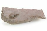 Rare, Cyphaspis Trilobite - Jorf, Morocco #254035-3